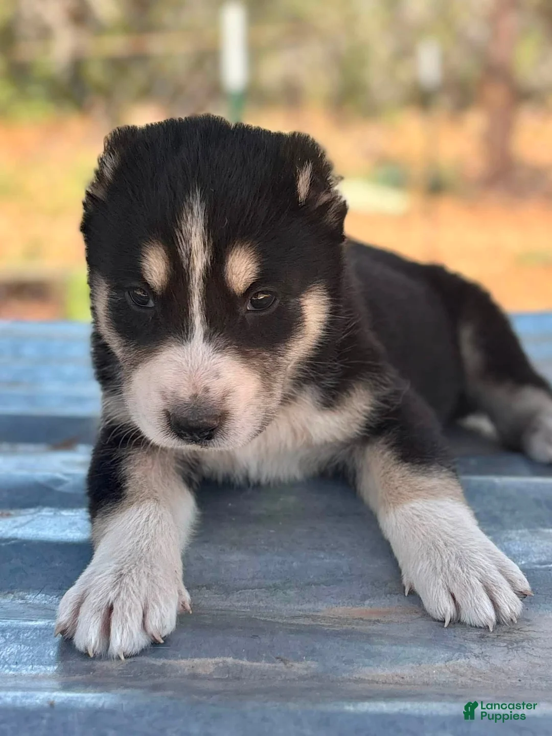 Central Asian Shepherd dogs for sale: Nara - Ad 1