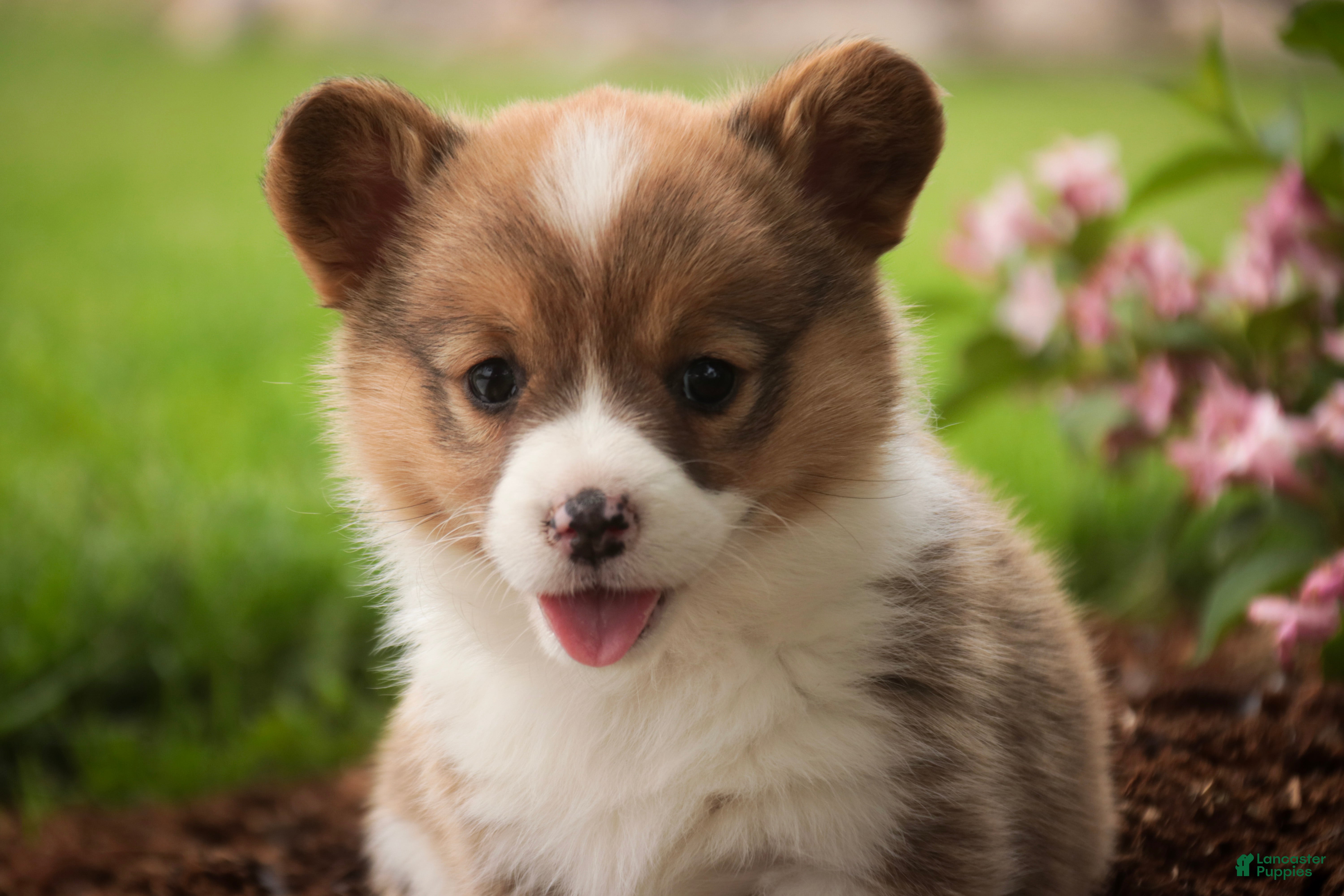 Welsh Corgi Pembroke dogs Bo Peep - Ad 2