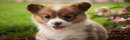 Welsh Corgi Pembroke dogs for sale: Bo Peep - Ad 2
