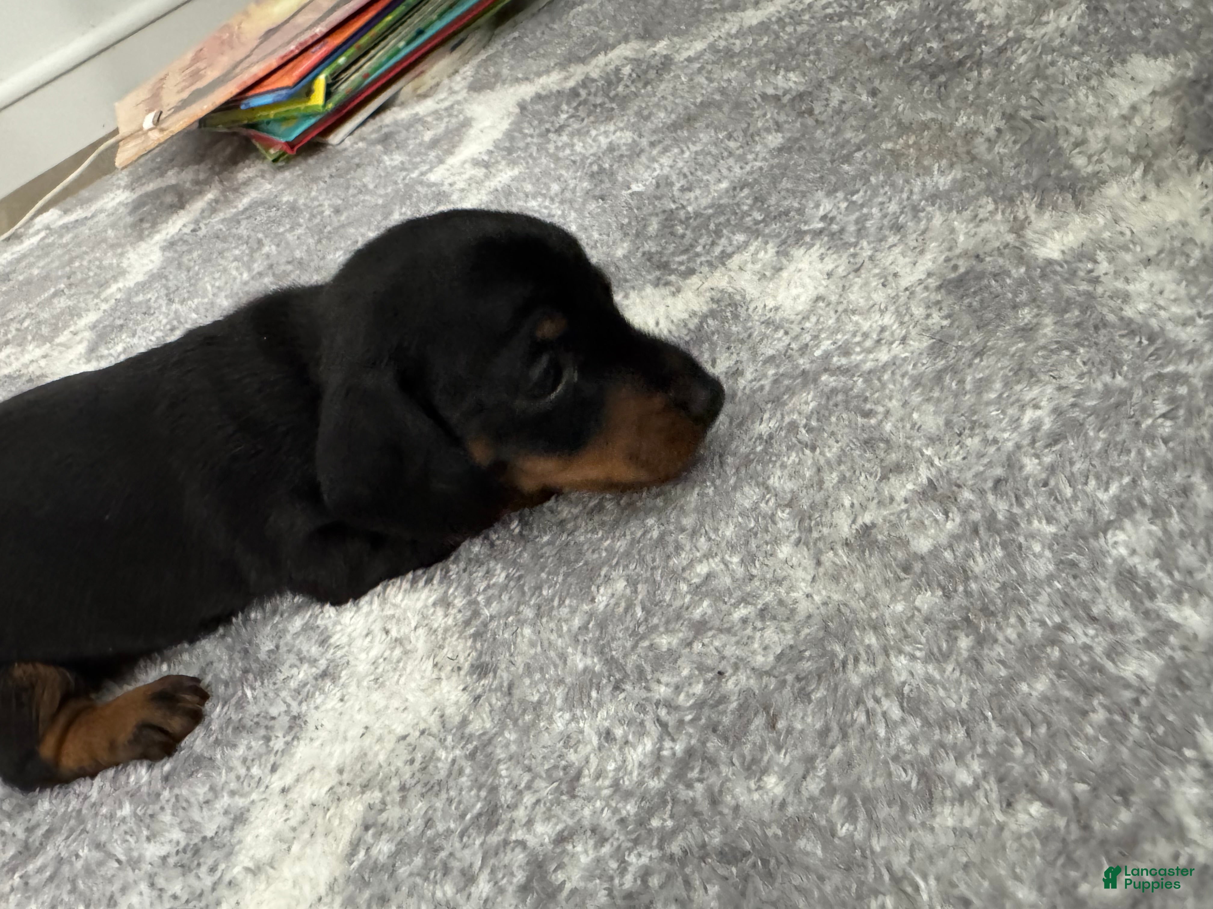 Miniature Dachshund dogs Miniature Dachshund 4 - Ad 2