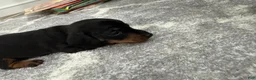Miniature Dachshund dogs for sale: Miniature Dachshund 4 - Ad 4