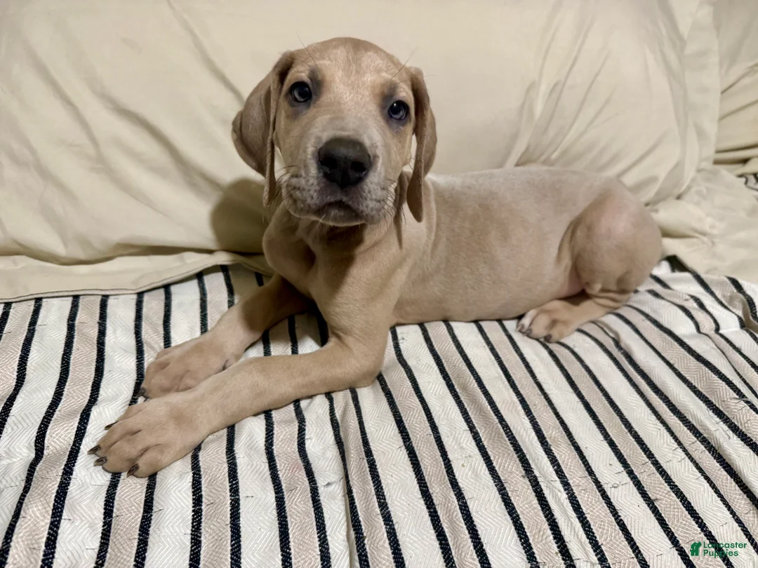 Great Dane dogs for sale: Blue fawn (Heavy Euro) - Ad 5