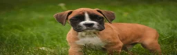 Boxer dogs for sale: Crew - Ad 6