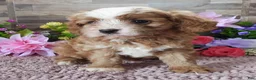 Cavapoo dogs for sale: #1 Male (Linda's) - Ad 3