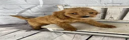 Cockapoo dogs for sale: Moose - Ad 4