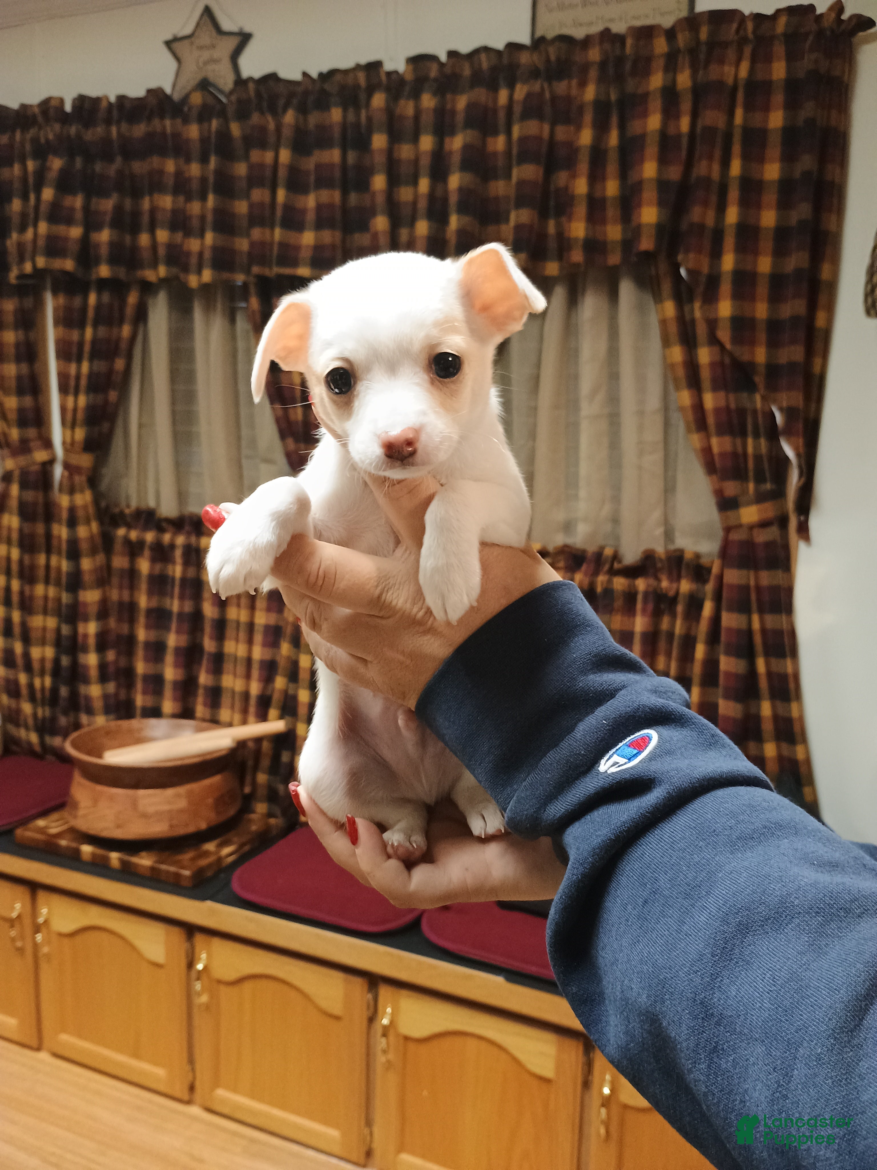 Chihuahua dogs Cosmo toy - Ad 12