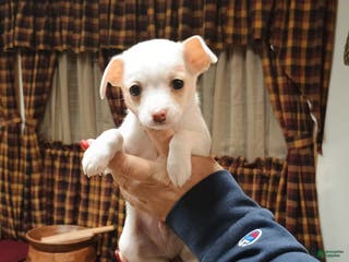 Chihuahua dogs Cosmo toy - Ad 42