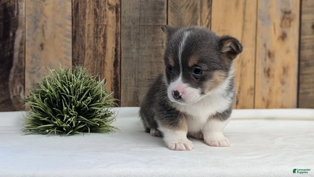 Welsh Corgi Pembroke dogs for sale: Flint - Ad 4