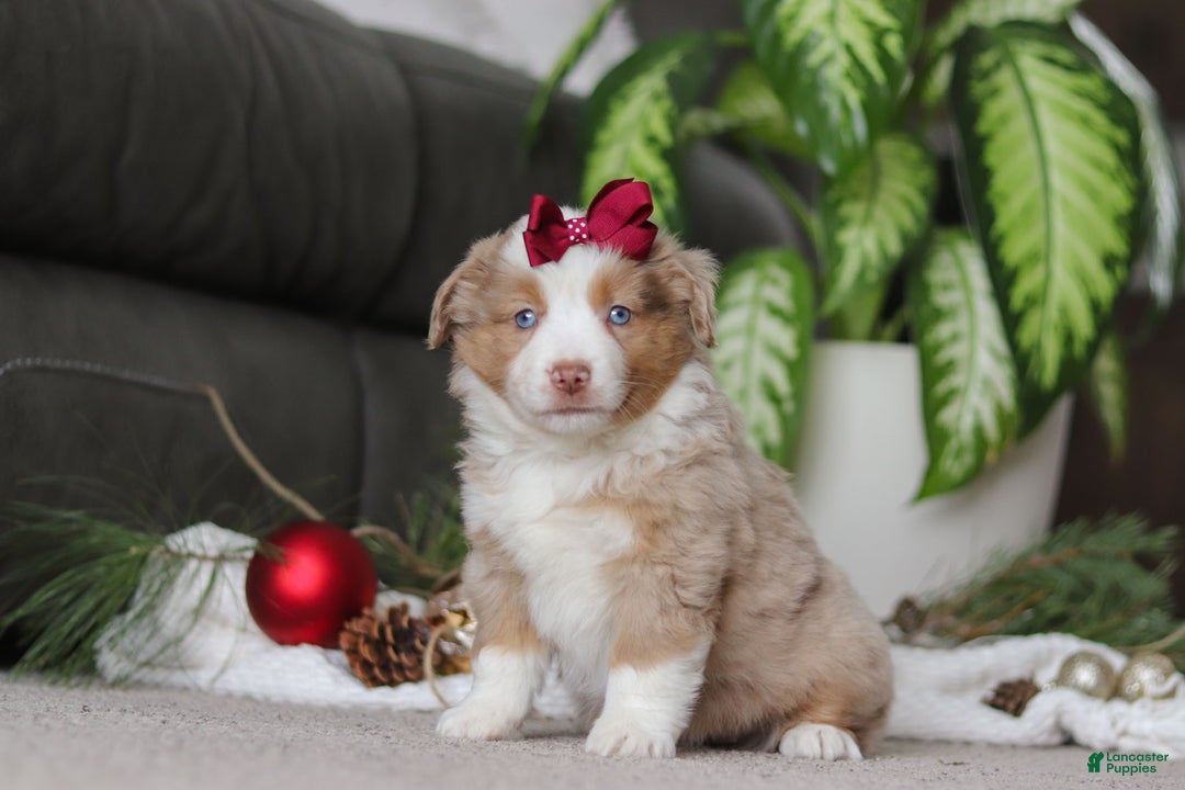 Miniature Australian Shepherd dogs for sale: Allie - Ad 4
