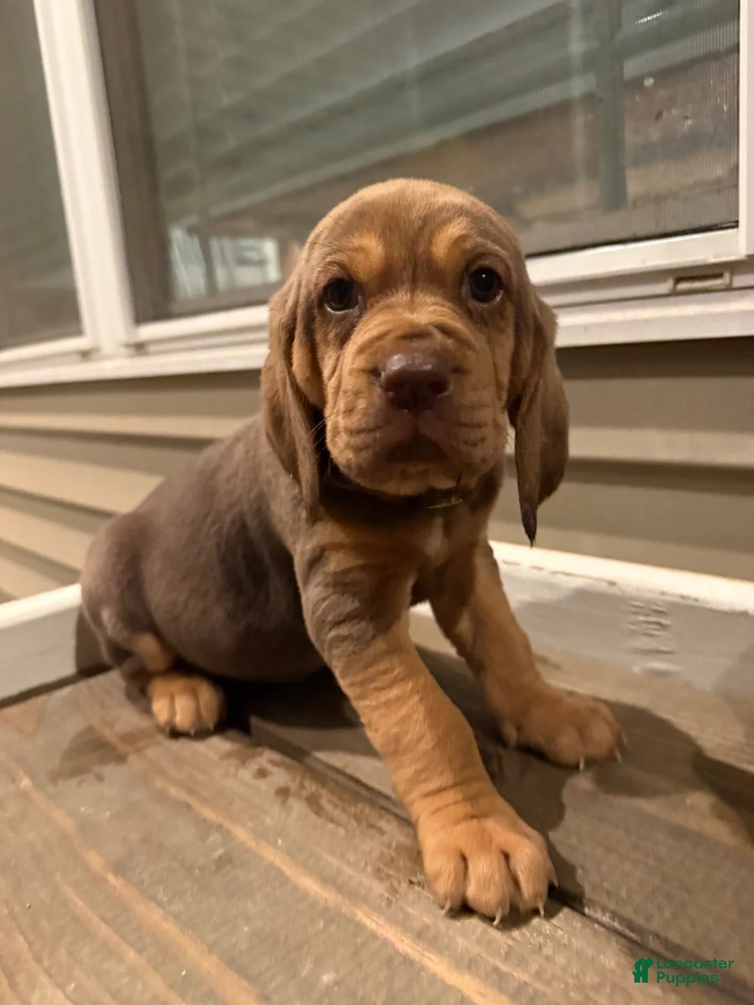 Bloodhound dogs for sale: Aurora - Ad 1