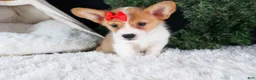 Welsh Corgi Pembroke dogs for sale: Irwin - Ad 15