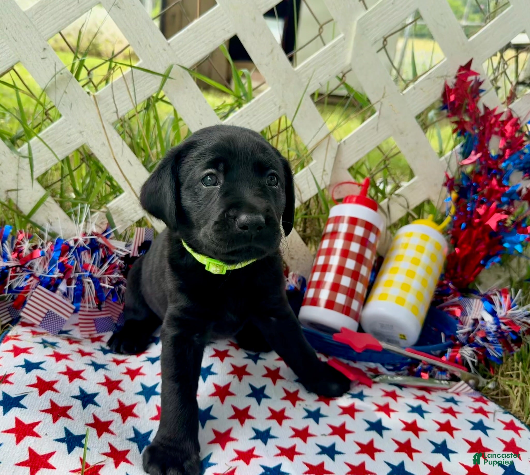 Labrador Retriever dogs Rocket - Ad 2