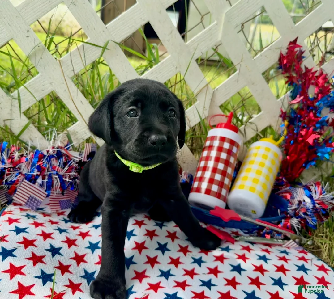 Labrador Retriever dogs for sale: Rocket - Ad 2