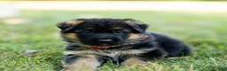 German Shepherd dogs for sale: Zinnia - Ad 10