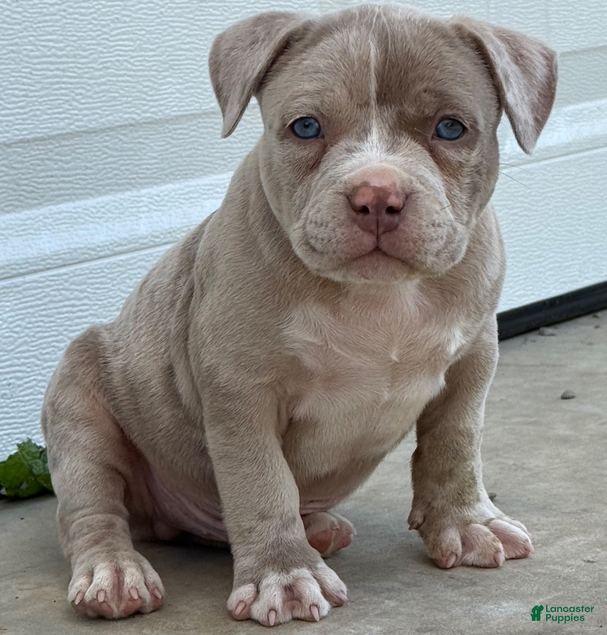 American Bully dogs Lilac Merle - Ad 2