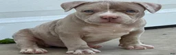 American Bully dogs for sale: Lilac Merle - Ad 2