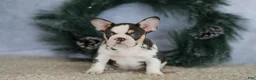 French Bulldog dogs for sale: Luna - Ad 5