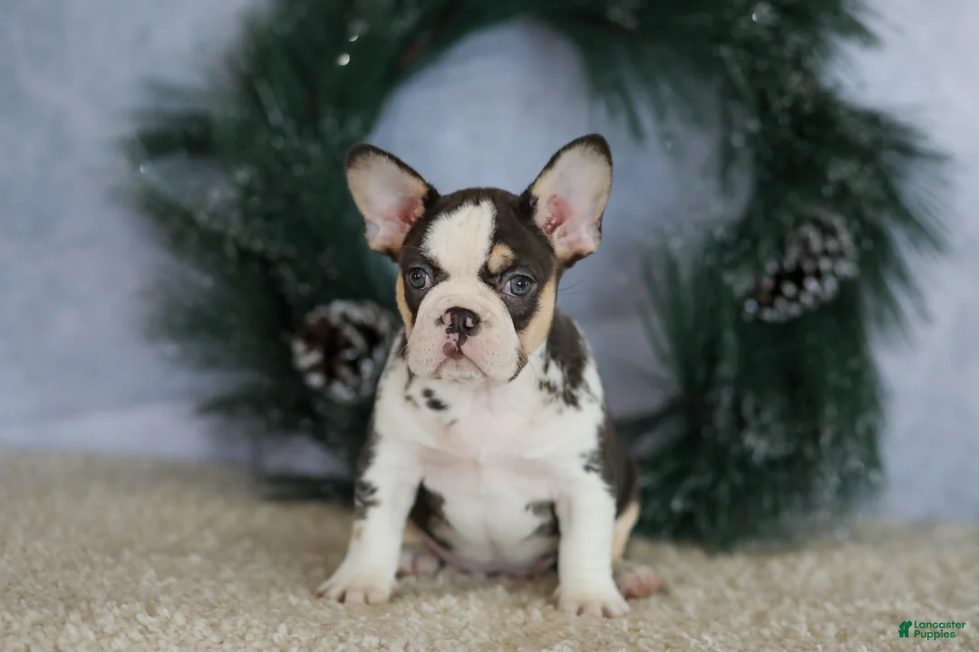 French Bulldog dogs for sale: Luna - Ad 5