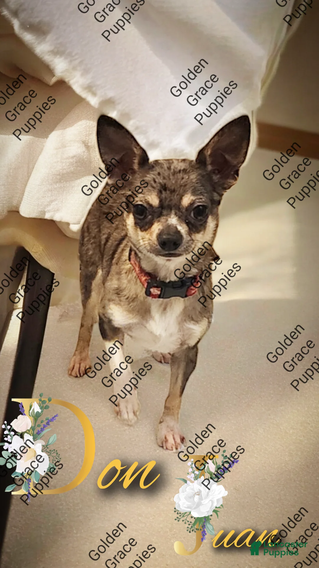 Mixed Breed dogs for sale: Mixed Breed Puppy 1 - Ad 4