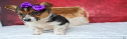 Welsh Corgi Pembroke dogs for sale: Abby🩷  - Ad 12
