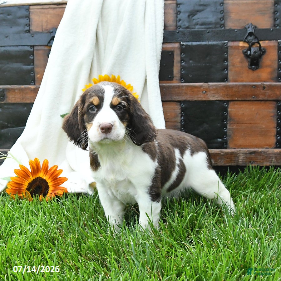 English Springer Spaniel dogs Zinnia - Ad 1