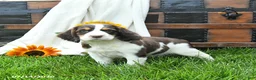 English Springer Spaniel dogs for sale: Zinnia - Ad 1