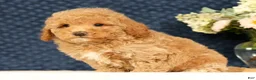 Havapoo dogs for sale: Hoover - Ad 9