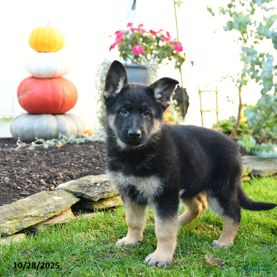 German Shepherd dogs for sale: Valerie - Ad 1