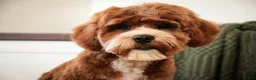Cavapoo dogs for sale: Kohen - Ad 9