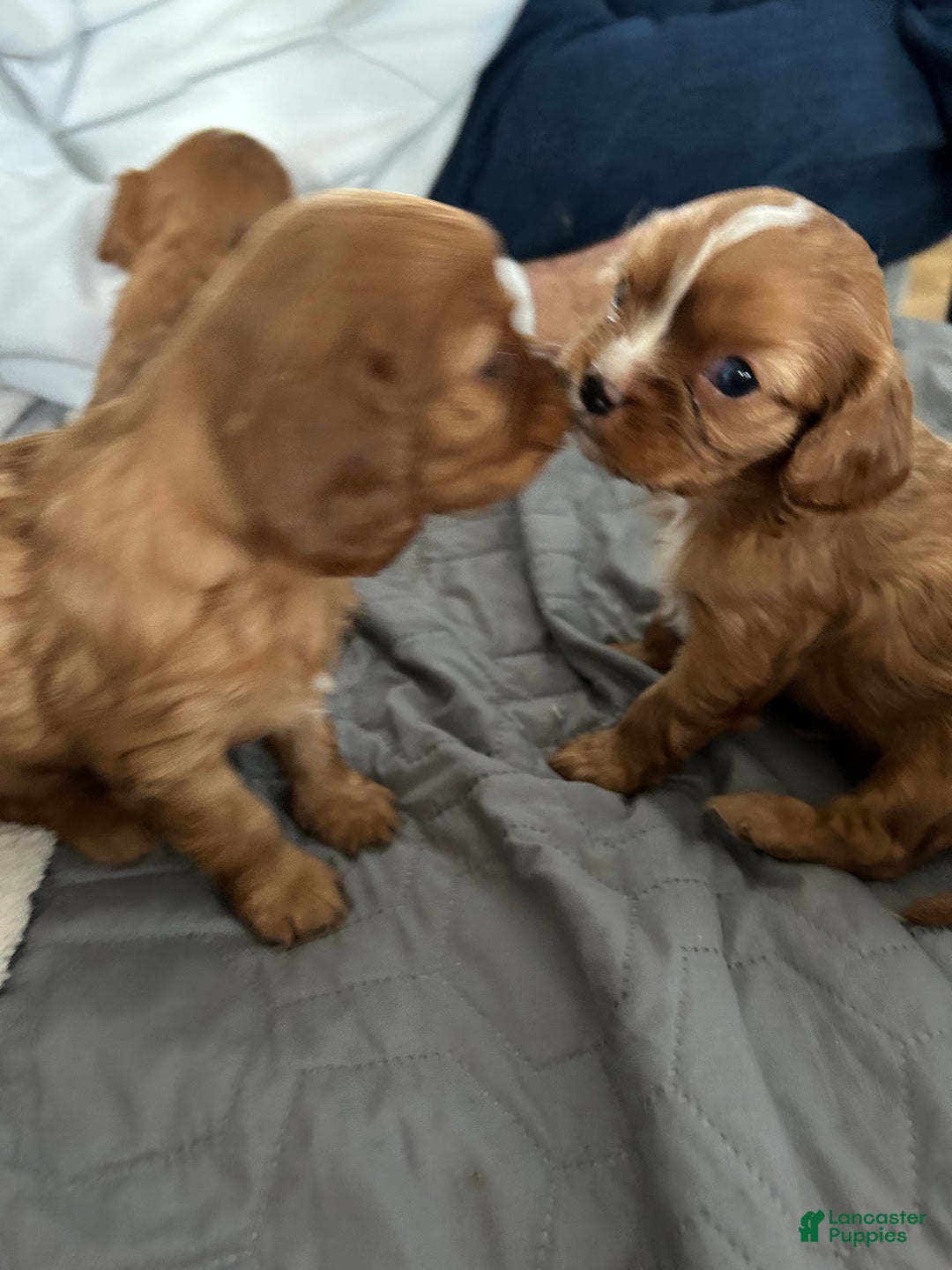 Cavalier King Charles Spaniel dogs for sale: Cinnamon  - Ad 1