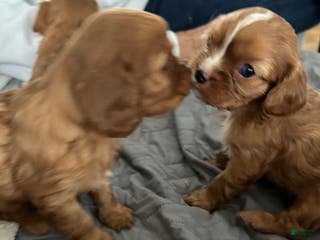 Cavalier King Charles Spaniel dogs Cinnamon - Ad 15