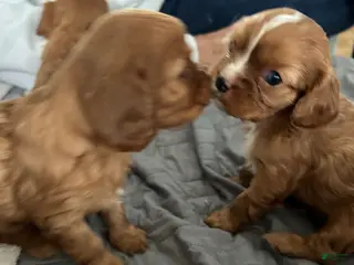 Cavalier King Charles Spaniel dogs Cinnamon - Ad 4