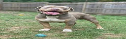 American Bully dogs for sale: Bella - Ad 10