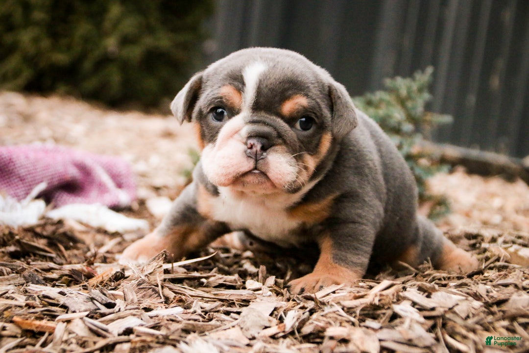 Mixed Breed dogs for sale: Darla - Ad 4