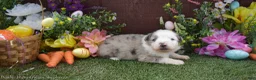 Australian Shepherd dogs for sale: Sneezy 2 blue eyes blue merle - Ad 4