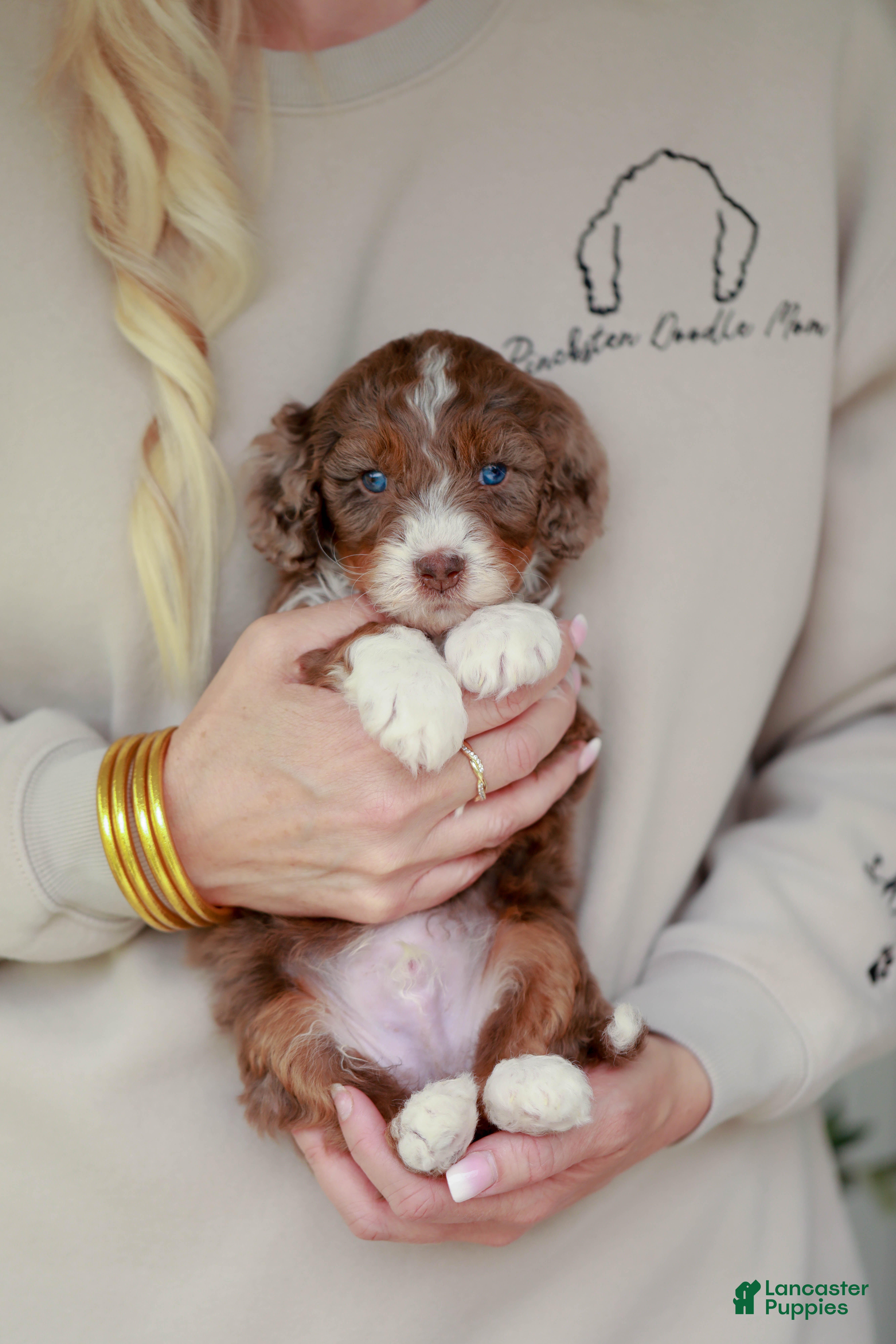 Bernedoodle dogs Coach - Ad 7