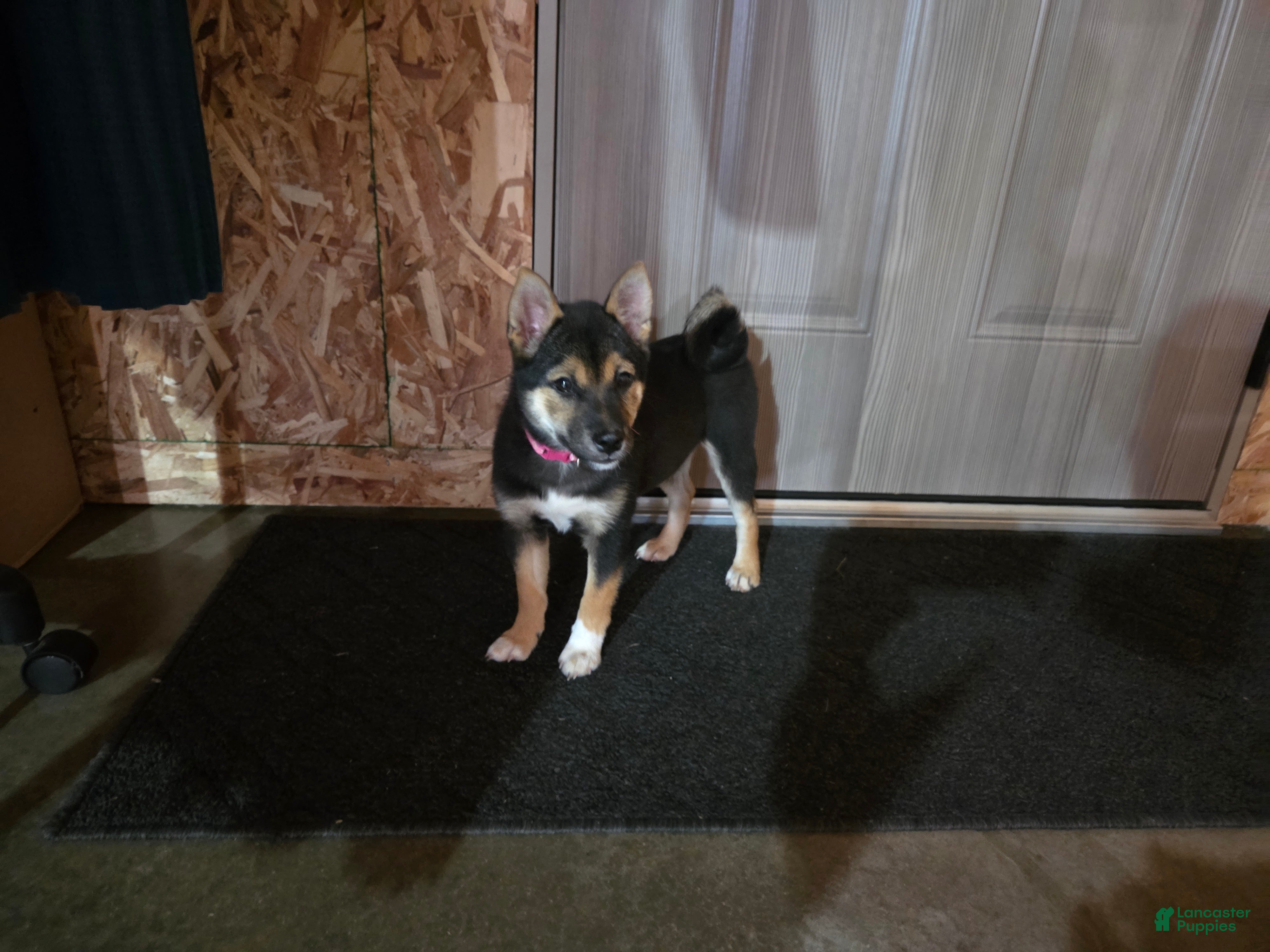 Shiba Inu dogs Stella - Ad 2