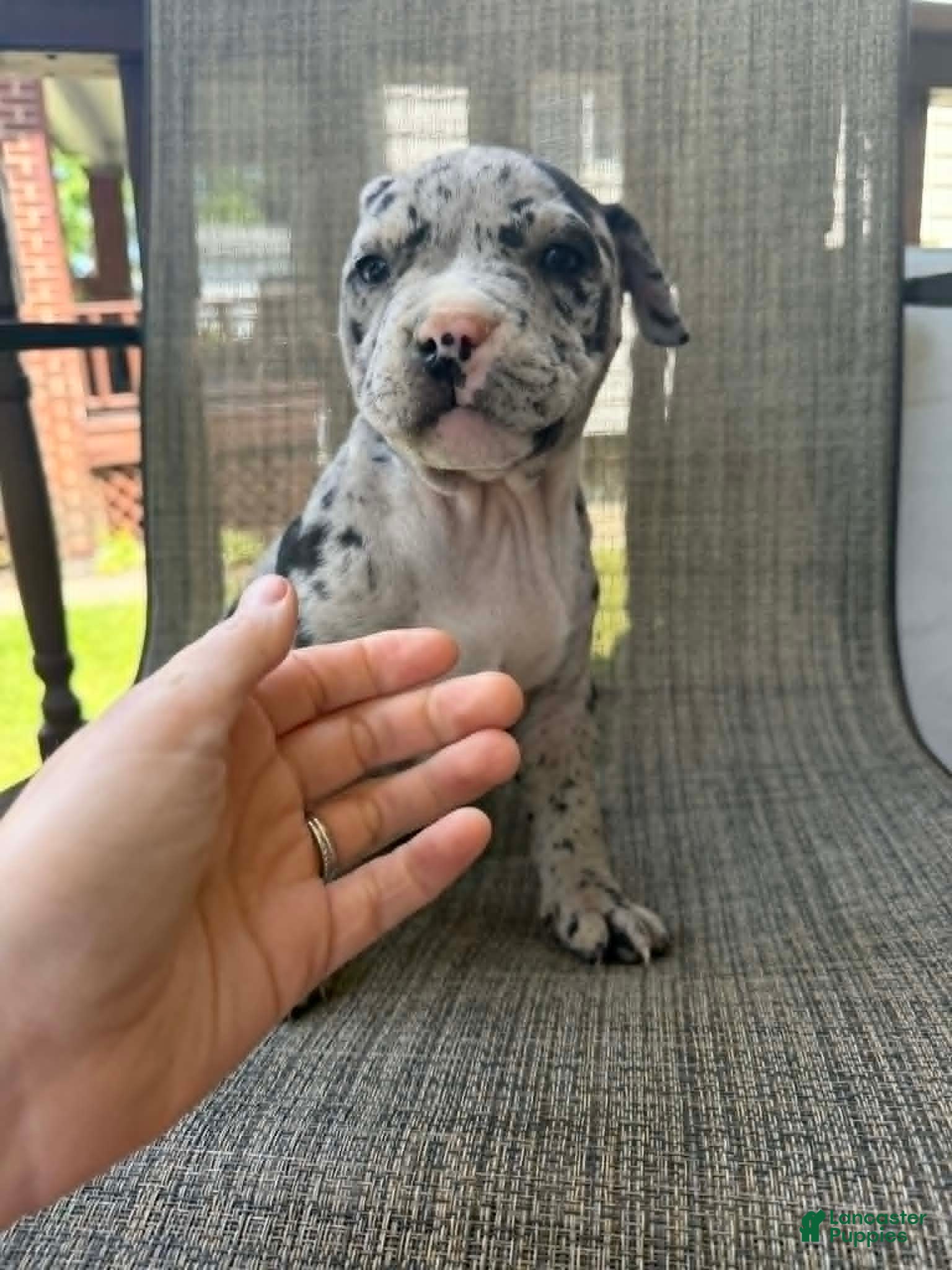 American Bully dogs for sale: Hera - Ad 4