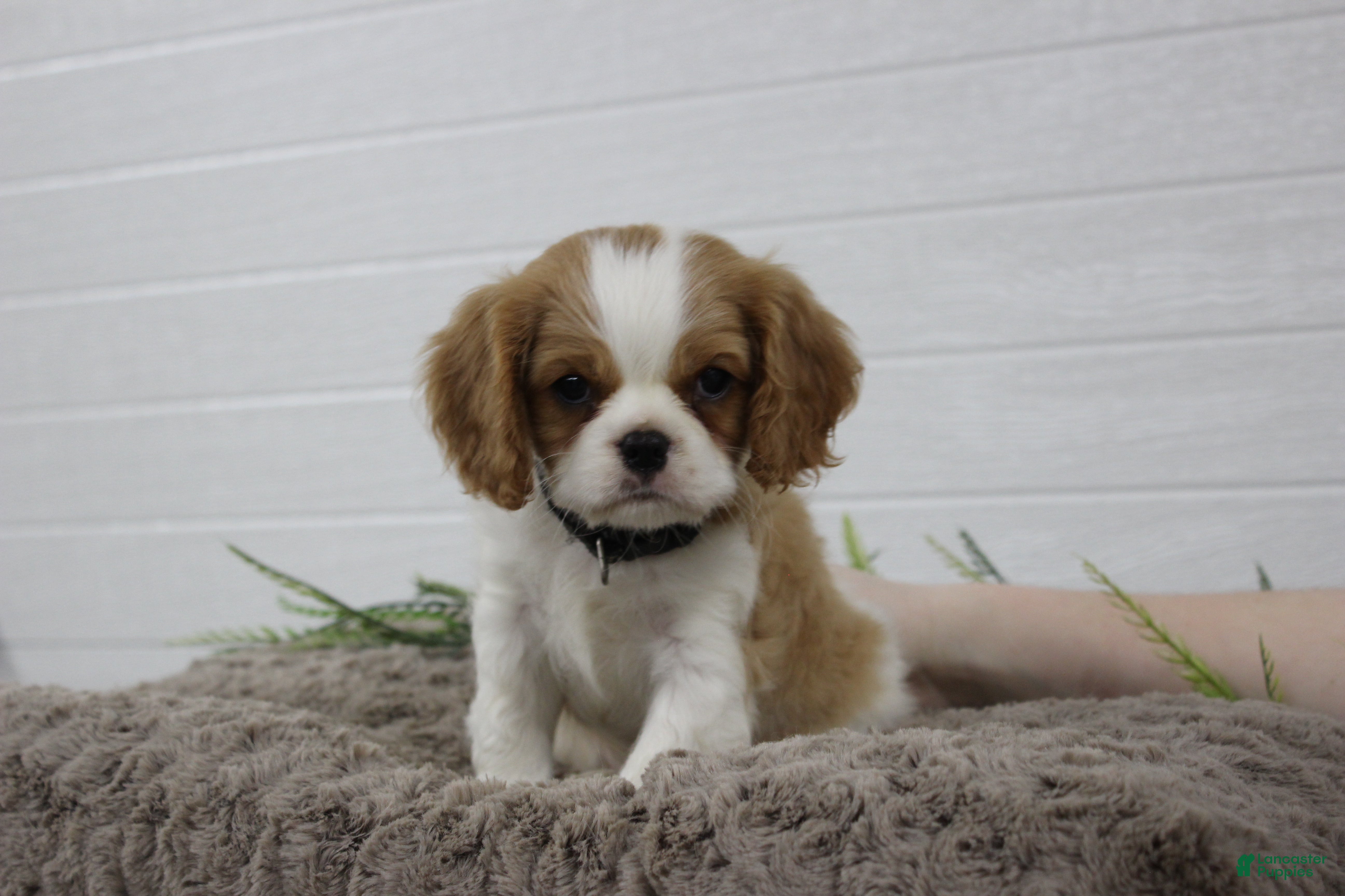 Cavalier King Charles Spaniel dogs for sale: Houston - Ad 2