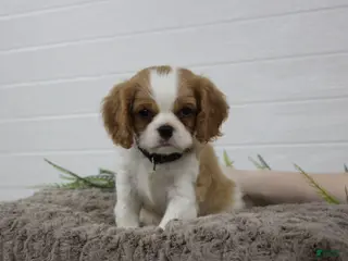 Cavalier King Charles Spaniel dogs for sale: Houston - Ad 2