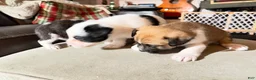 Mixed Breed dogs for sale: Mixed Breed 2 - Ad 7