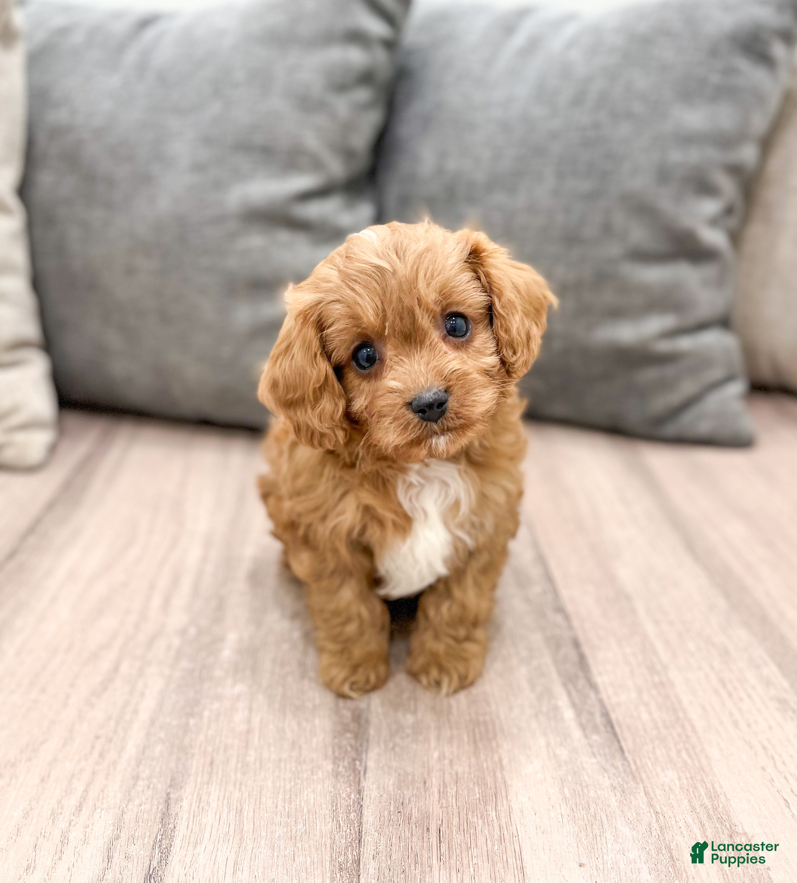 Cavapoo dogs Rambo - Ad 2