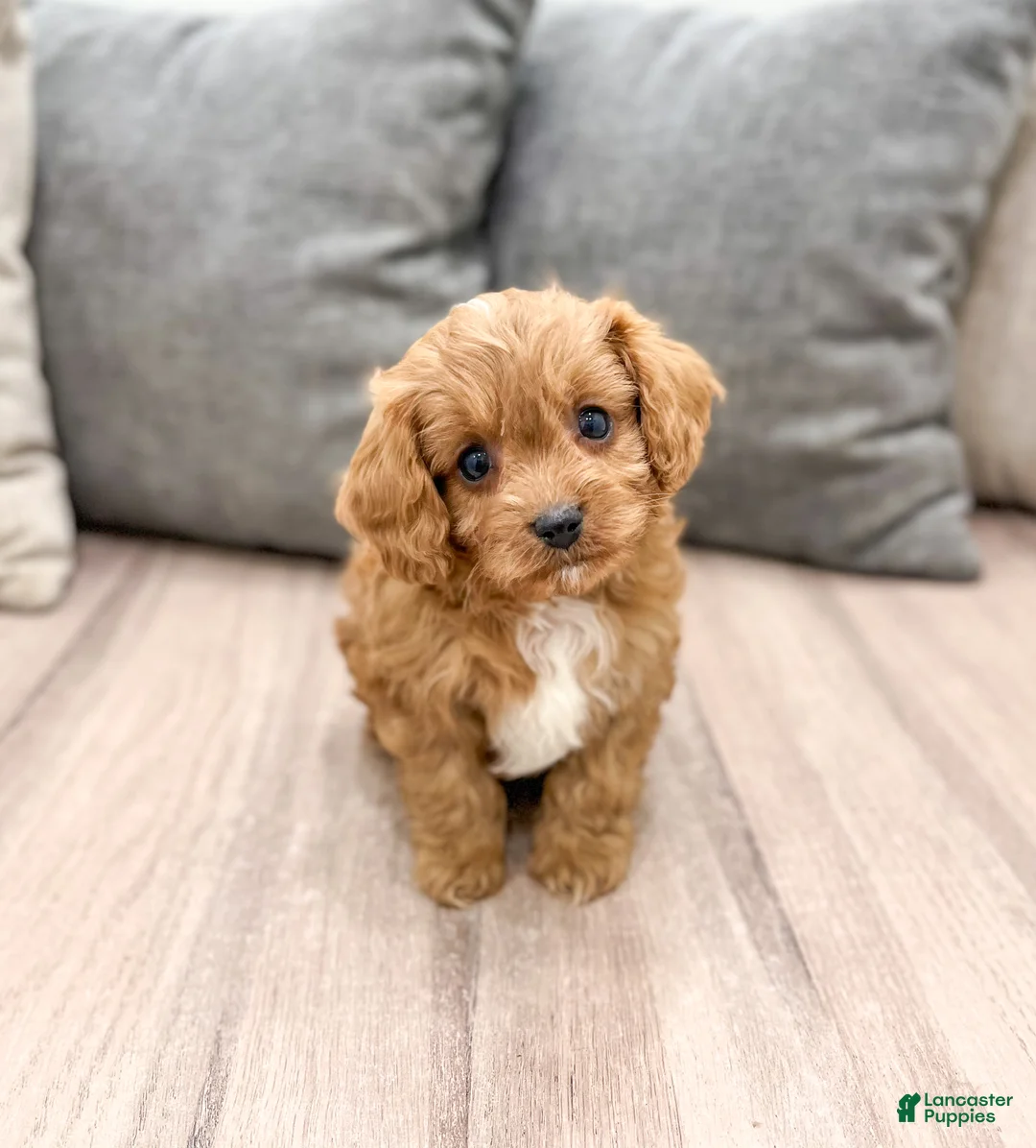 Cavapoo dogs for sale: Rambo - Ad 2