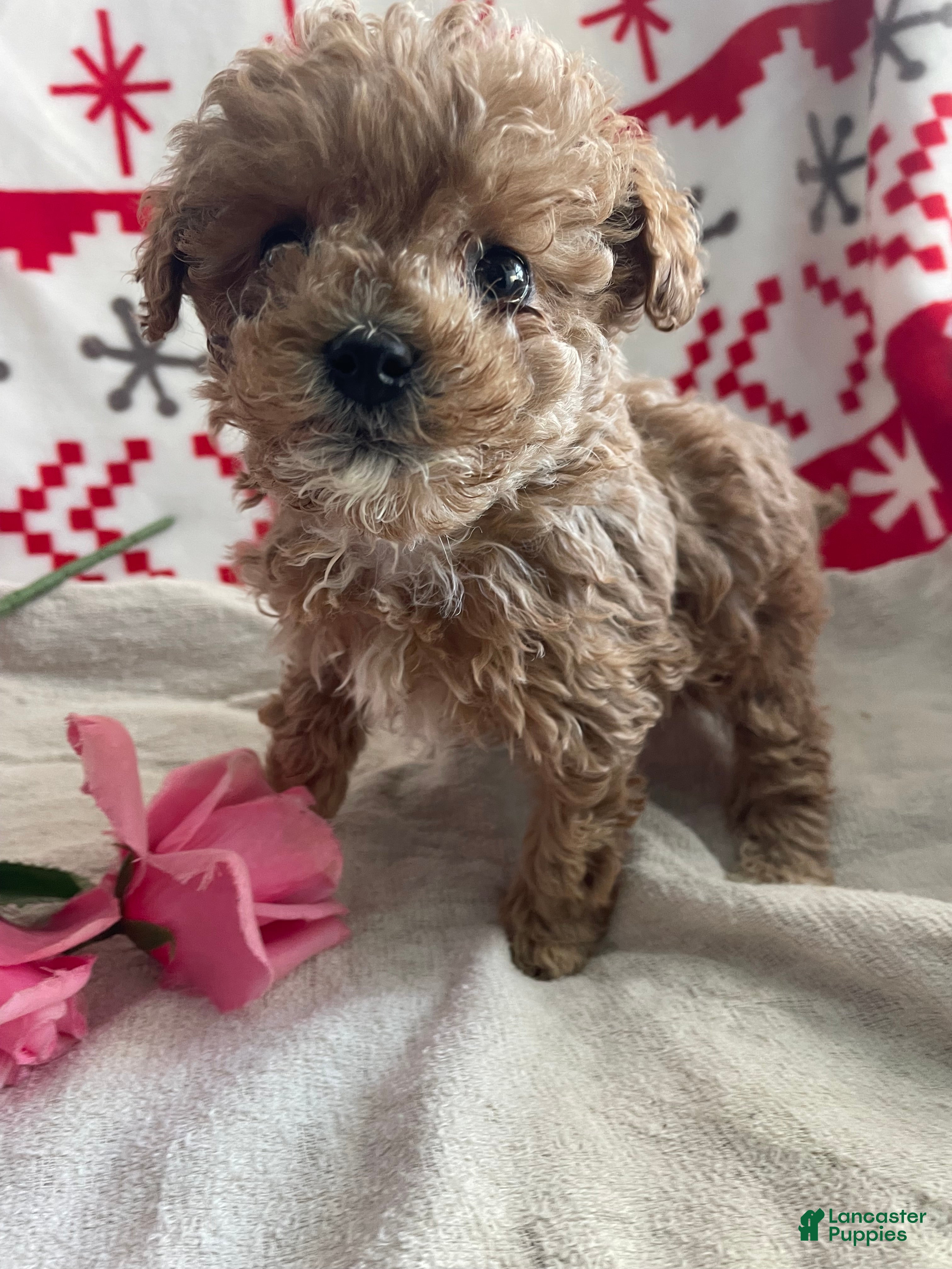 Toy Poodle dogs Fifi - Ad 23