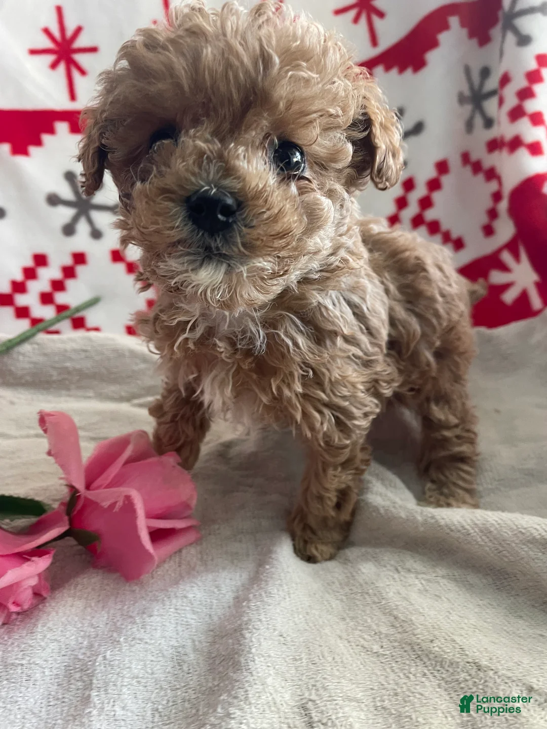 Toy Poodle dogs for sale: Fifi - Ad 1