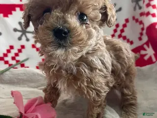 Toy Poodle dogs Fifi - Ad 23
