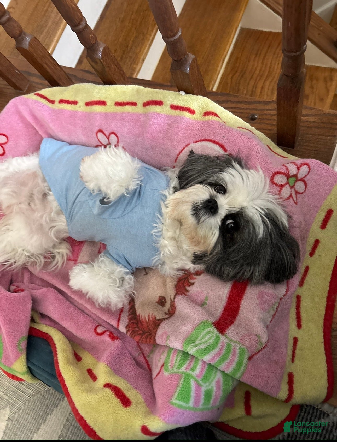 Shih Tzu dogs for sale: Shiro - Ad 6