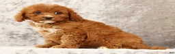 Cavapoo dogs for sale: Fern - Ad 8
