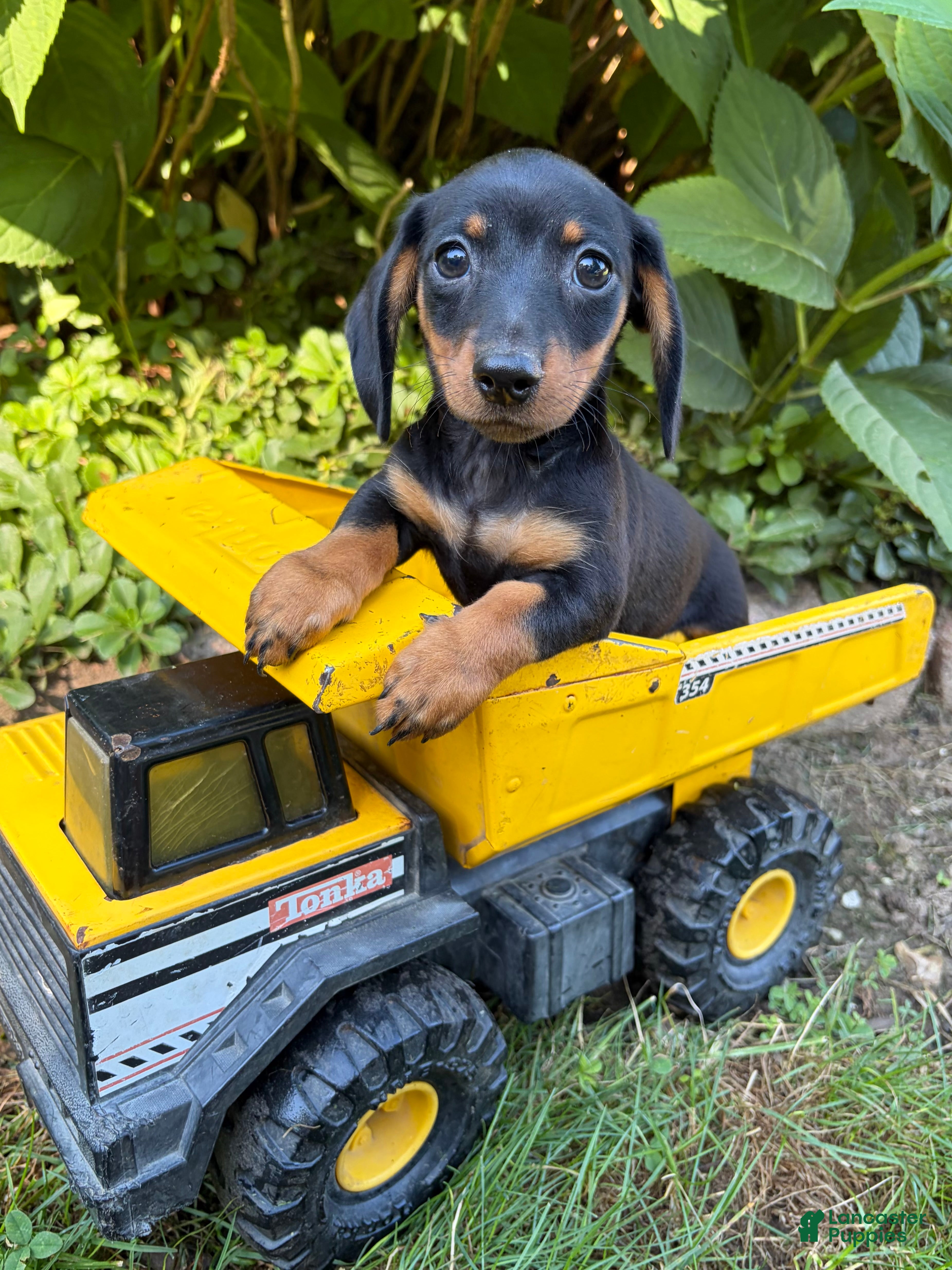 Dachshund dogs Rocky - Ad 2