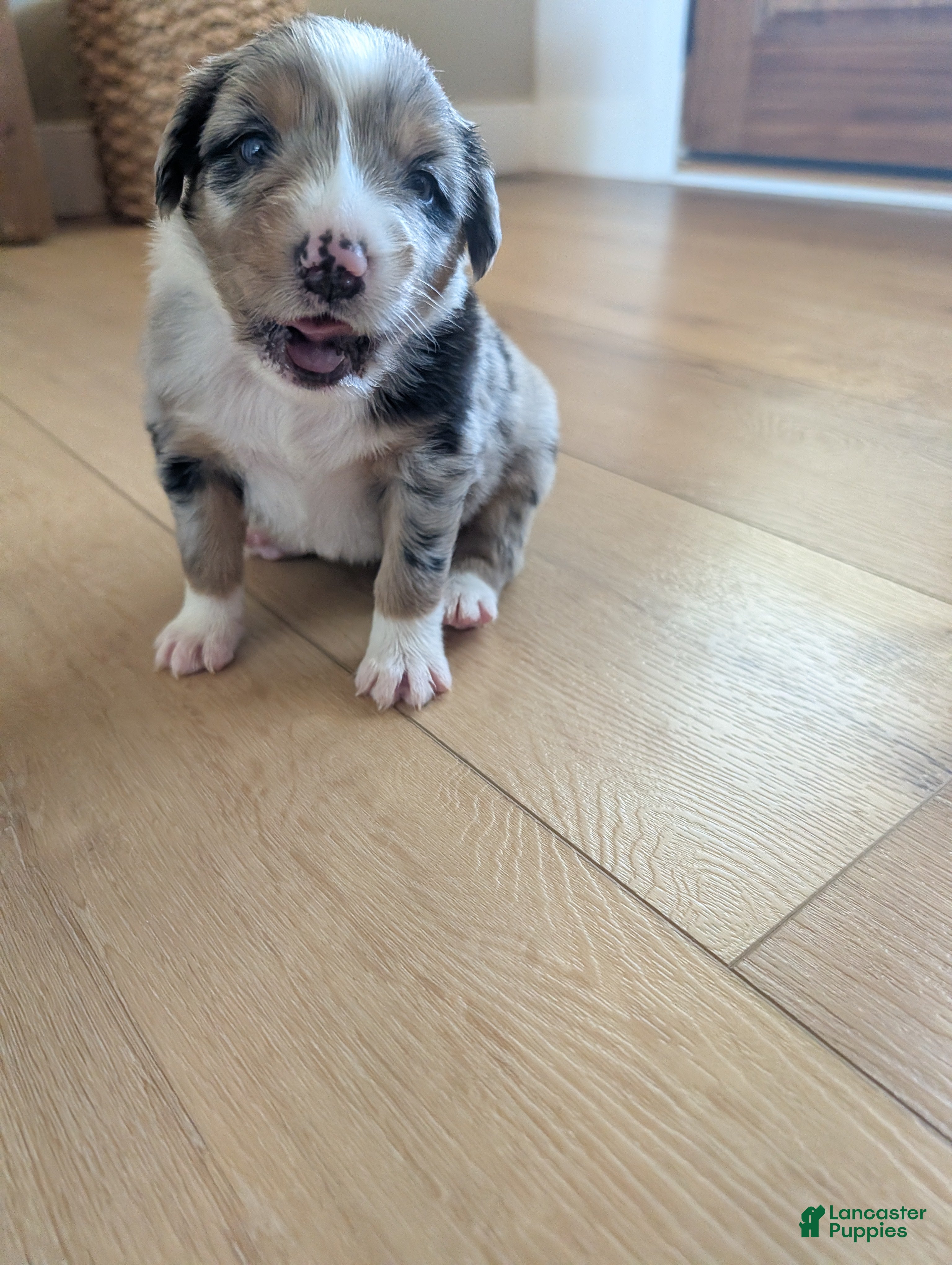 Australian Shepherd dogs Brownie: Female Merle Standard Australian Shepherd  - Ad 37